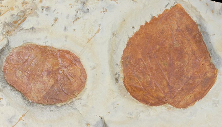 Two Fossil Leaves ( Zizyphoides And Davidia) - Montana #120830
